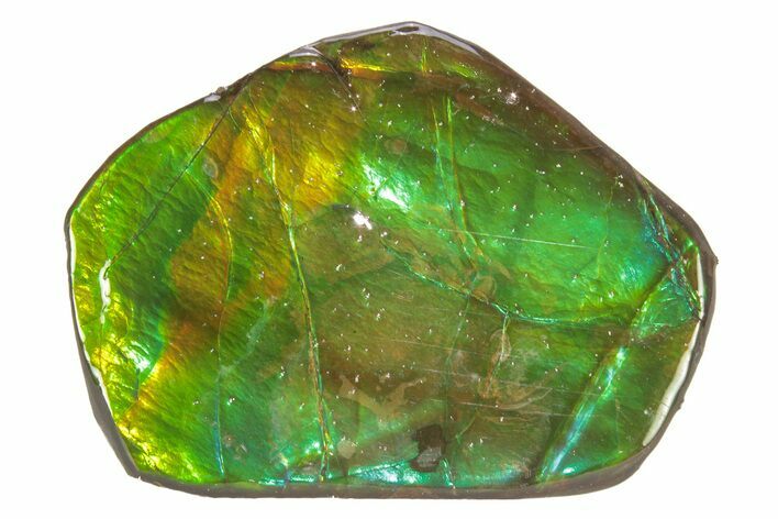 Iridescent Ammolite (Fossil Ammonite Shell) - Brilliant Green #265146